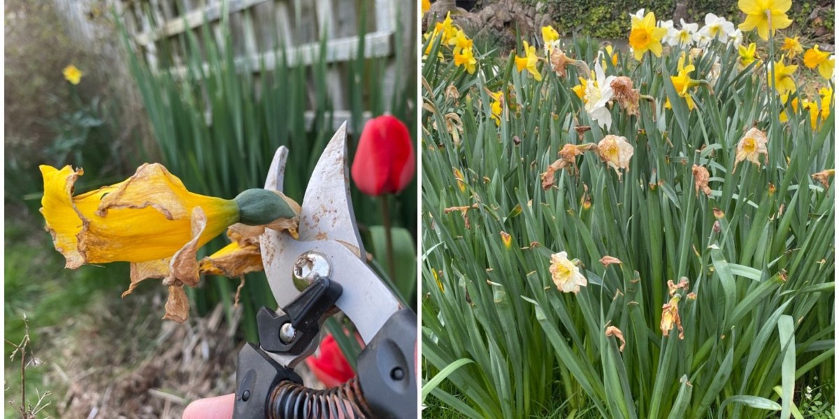 flower-care-tips