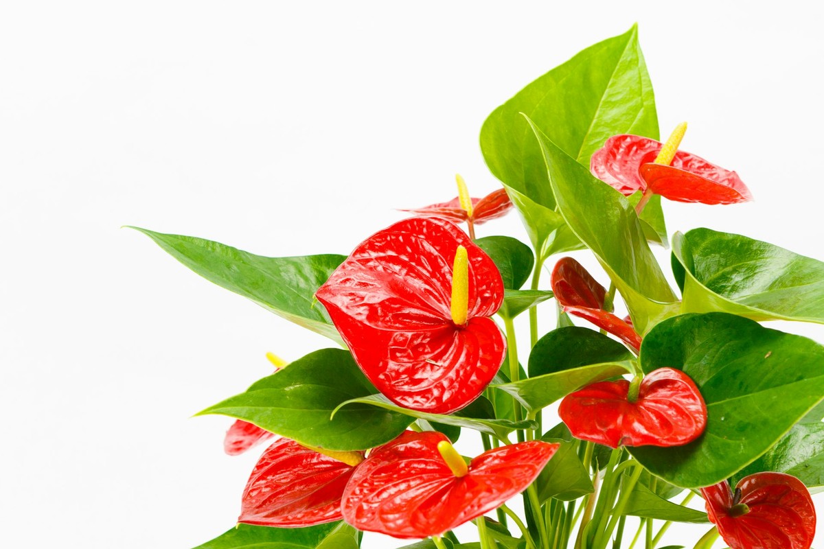 Mission and vision in floral design